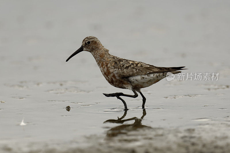 鹬(Calidris ferruginea)